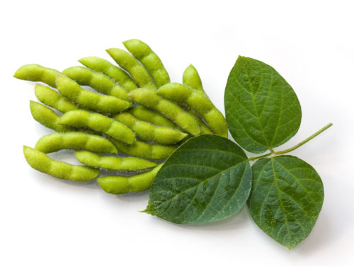 Soia și cancerul la sân